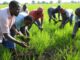 New Job at IITA: Pioneering Agricultural Development in Africa