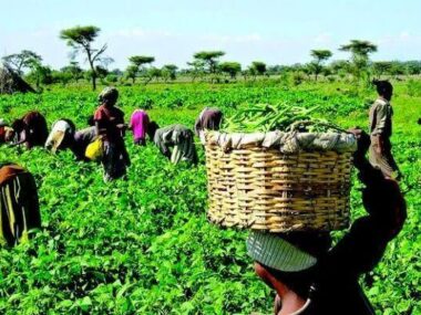 Federal Government Rolls Out ₦1.5 Billion Funding Support for 500000 Ginger Farmers to Boost Production Youth Employment and Growth of Nigeria’s Agricultural Sector