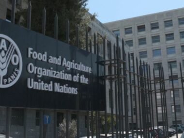 FAO Internship Programme for Students Worldwide 2026 | Link to Apply